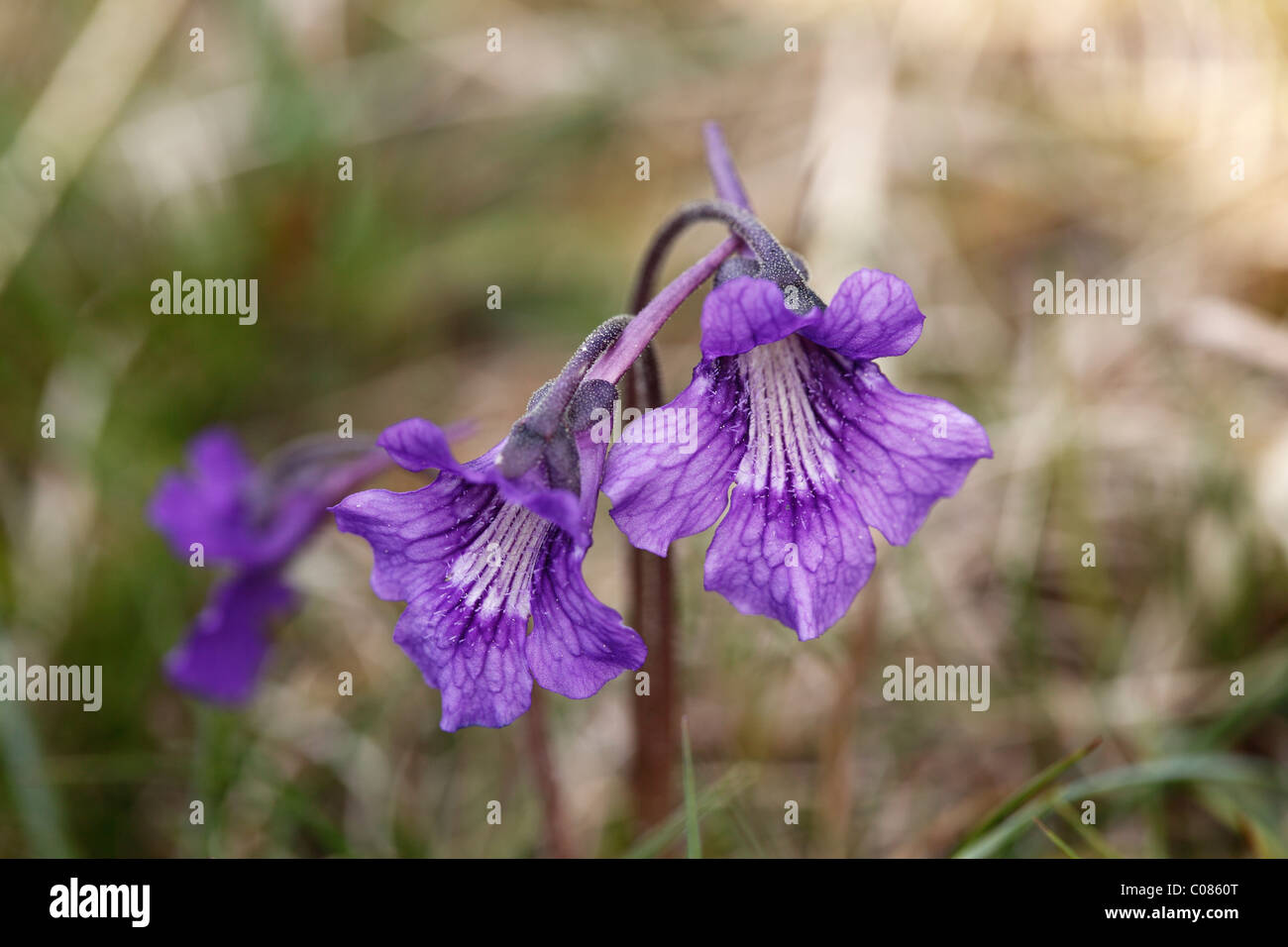 Common butterwort (Pinguicula vulgaris), flowering, Ireland, British
