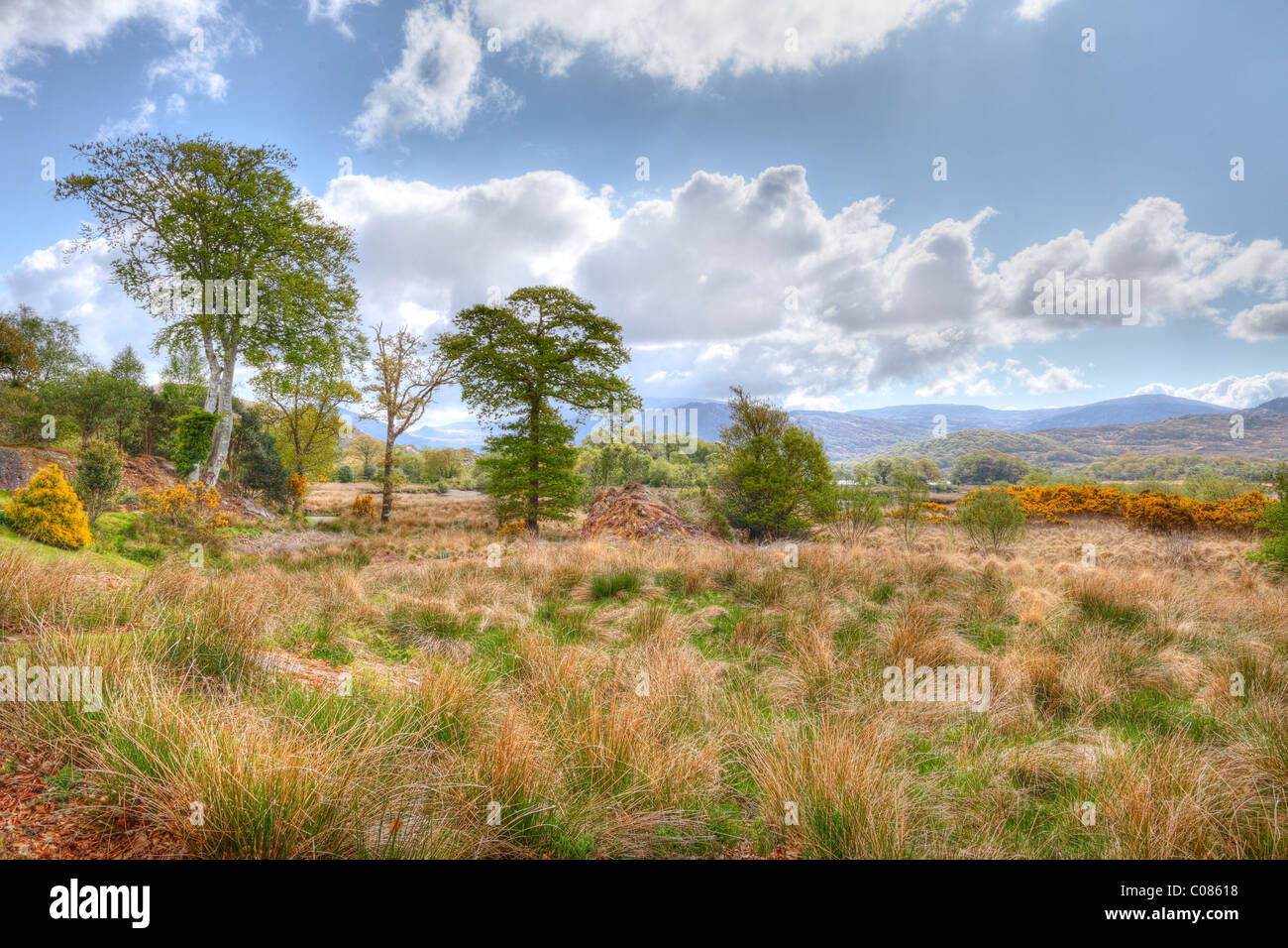 Killarney National Park, moor at Upper Lake, County Kerry, Ireland, British Isles, Europe Stock Photo
