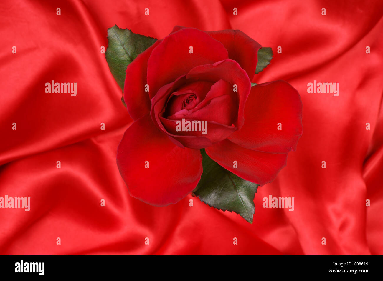 Beautiful red rose over a red silky fabric background Stock Photo