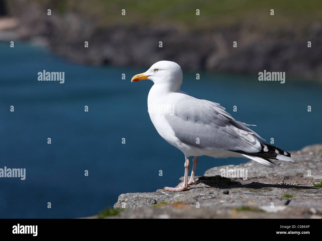 Herring gull (Larus argentatus), Ireland, British Isles, Europe Stock Photo