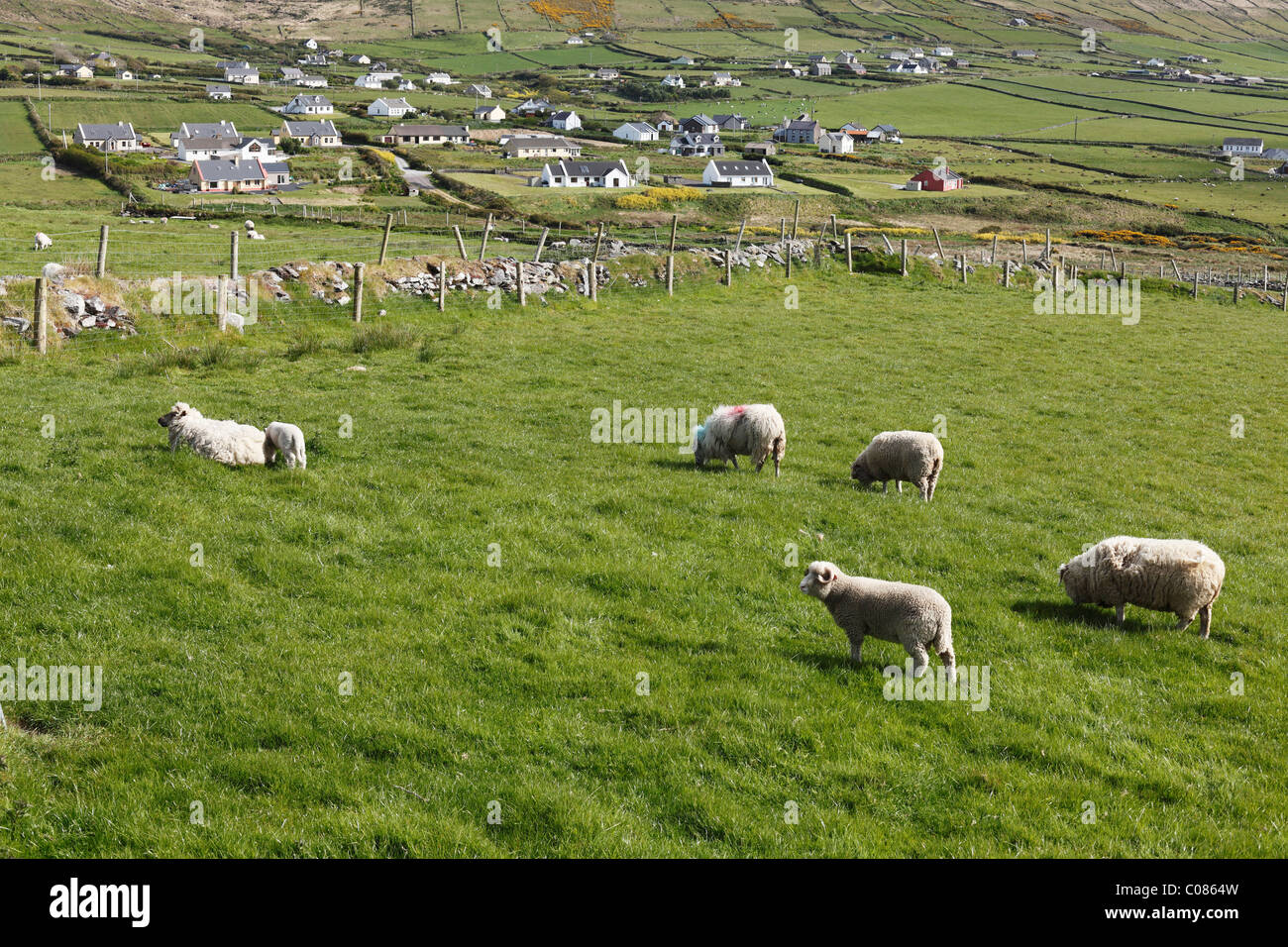 Sheep grazing on pasture, Dunquin, Dingle Peninsula, County Kerry, Ireland, British Isles, Europe Stock Photo