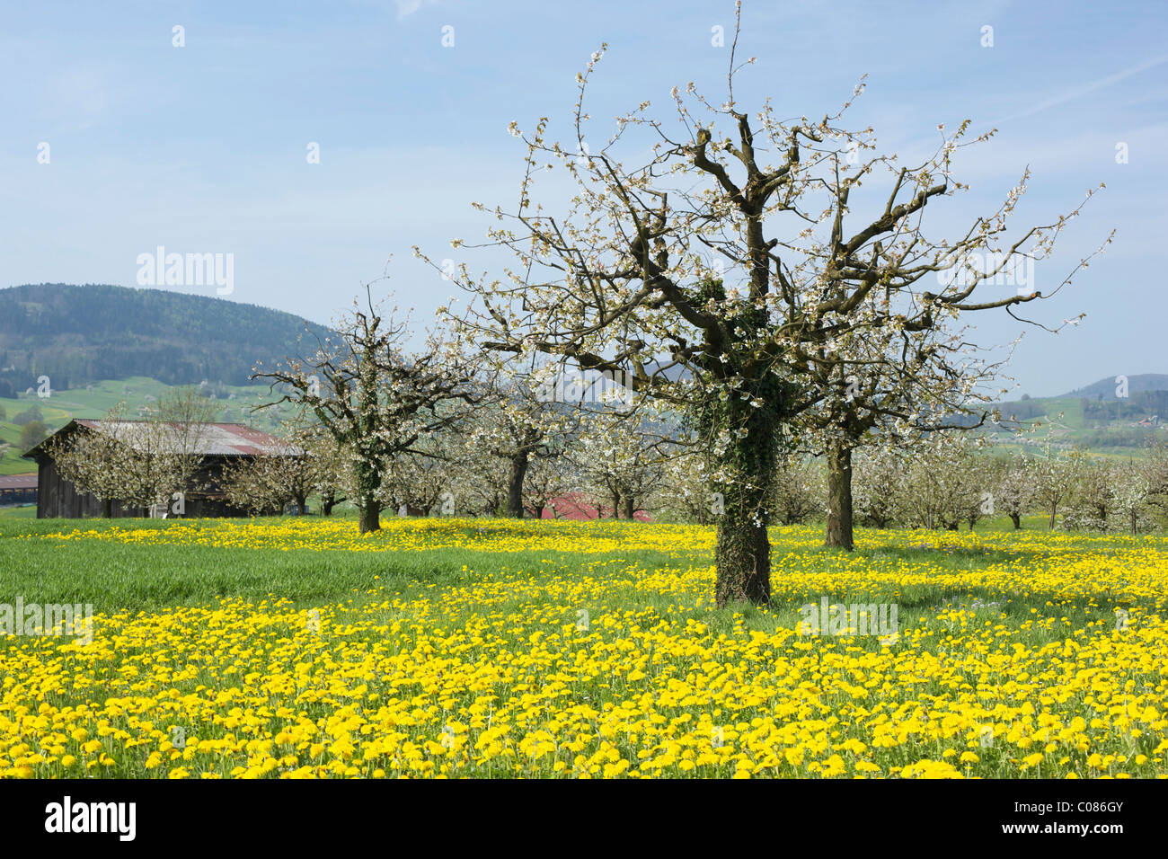 Spring landscape, Baselbiet canton, Switzerland, Europe Stock Photo