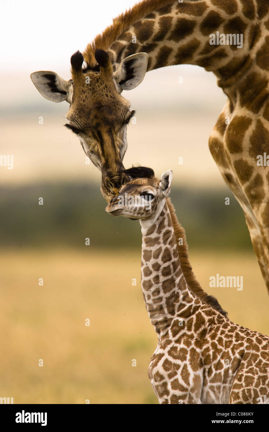 Baby Giraffes Wallpaper