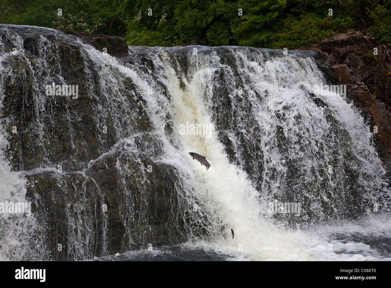 Salmon leaping at the ashleigh falls in connemara in the west of