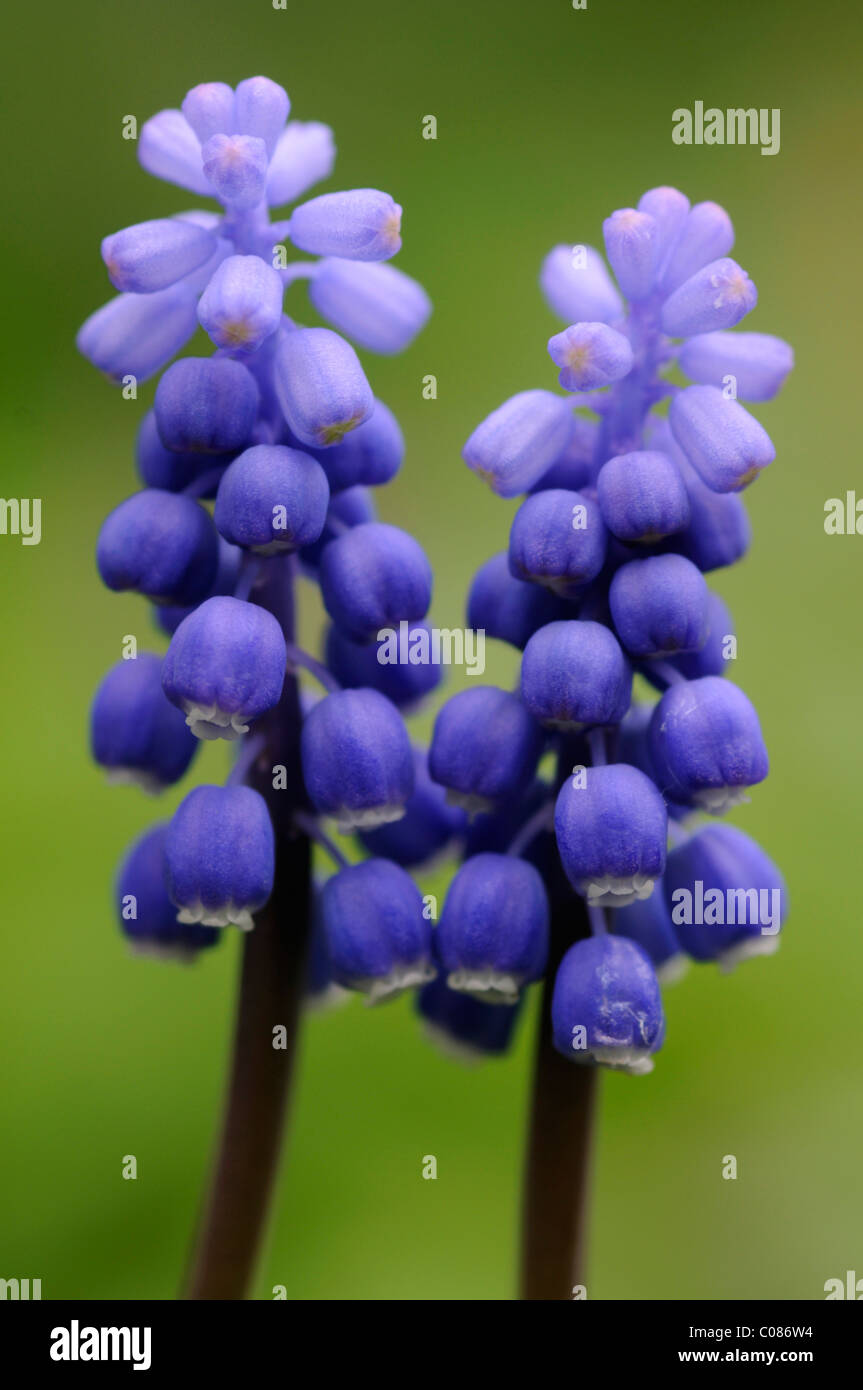 Common grape hyacinth (Muscari botryoides) Stock Photo