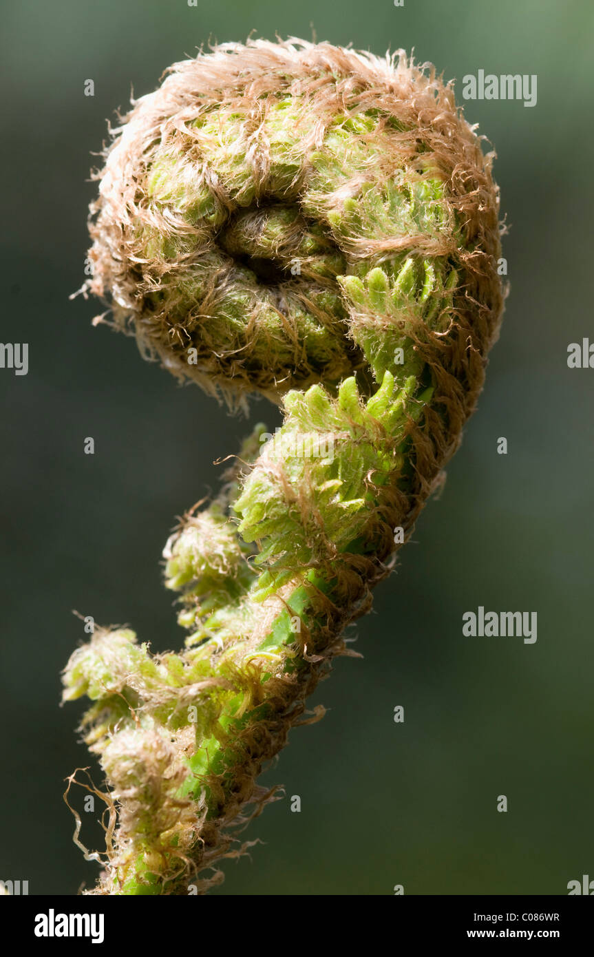 Braunii hi-res stock photography and images - Alamy