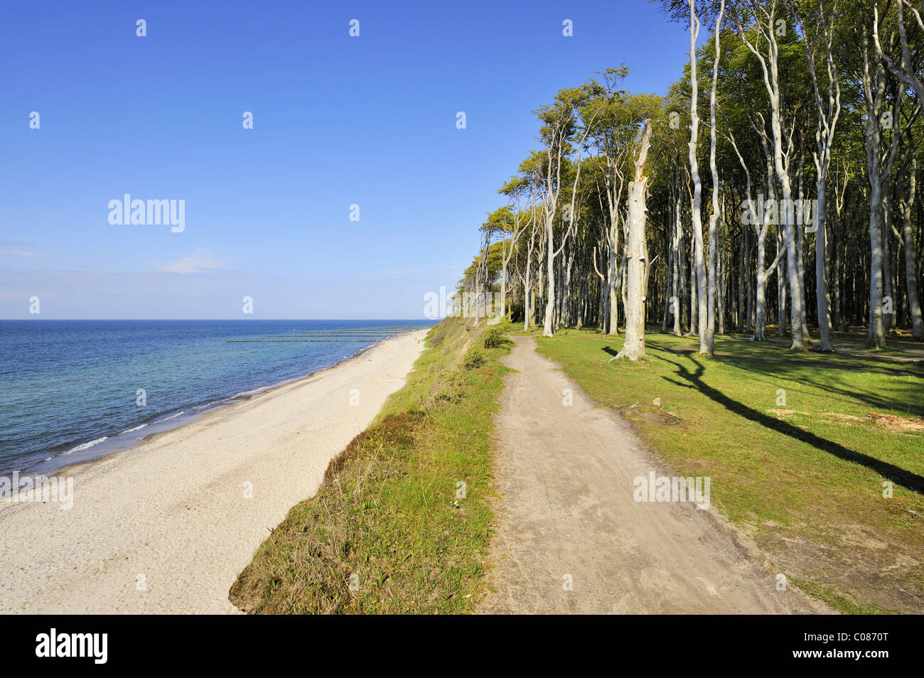 Coast near Nienhagen with the adjacent Nienhaeger Holz nature reserve, also called the 'spook forest', Bad Doberan district Stock Photo