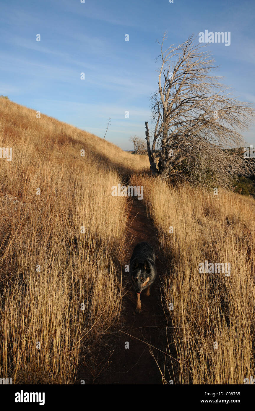 An Australian Cattle Dog hikes the Arizona Trail north of Sonoita, Arizona, USA. Stock Photo