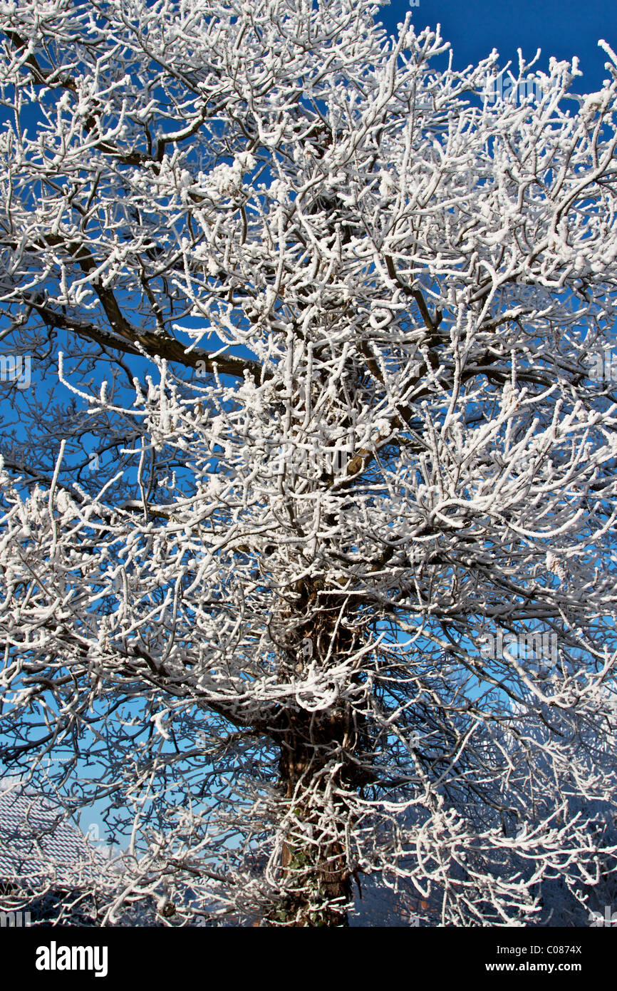 Ice covered tree hi-res stock photography and images - Alamy