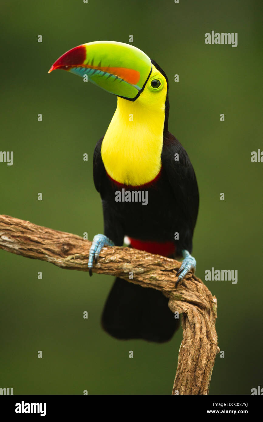 Keel-billed toucan, in full breeding plumage, Laguana del Lagarto, Costa Rica Stock Photo