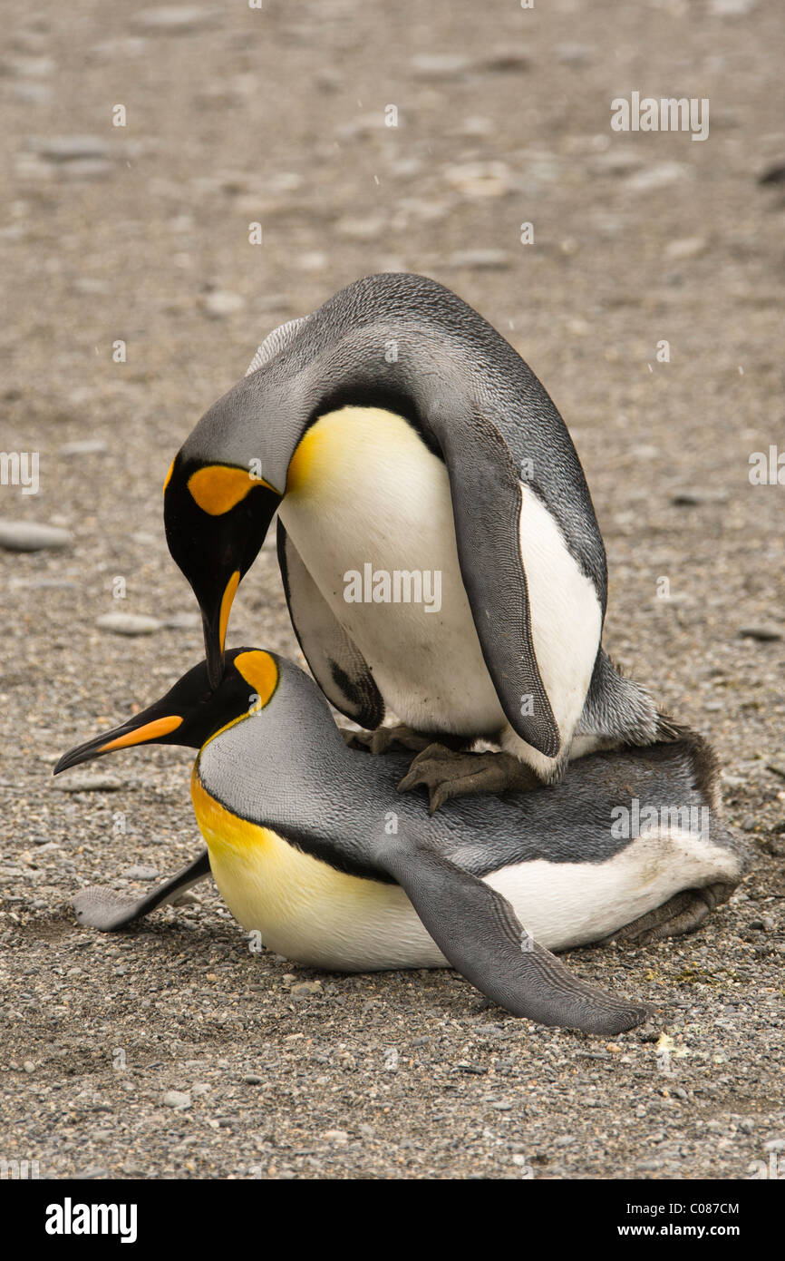 King penguins, mating, Falkland Islands Stock Photo