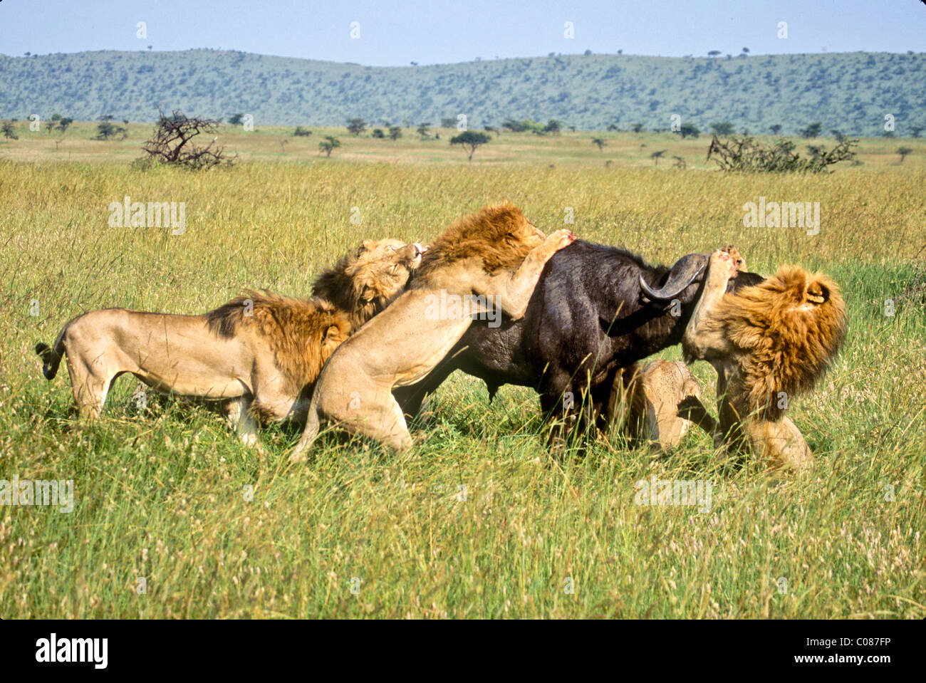 Lions attacking buffalo, Masai Mara, Kenya Stock Photo