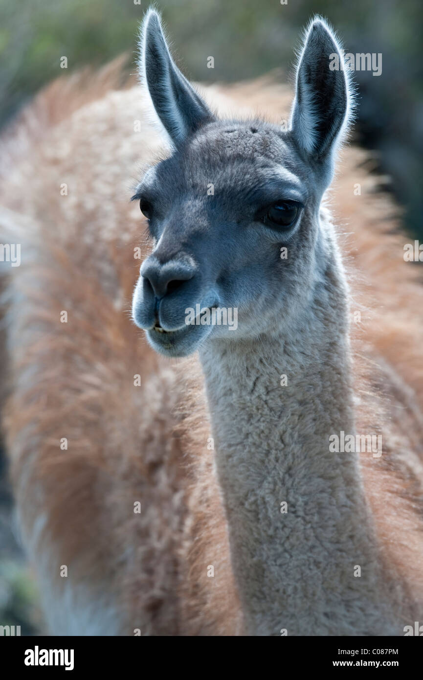 Guanaco (Lama guanicoe) young male close-up of head Torres del Paine National Park Patagonia Chile South America Stock Photo