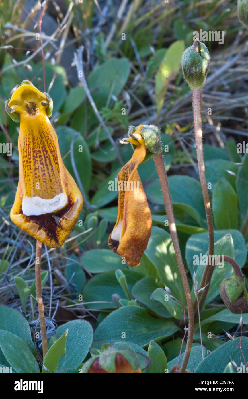 Capachito (Calceolaria uniflora) flowers Torres del Paine National Park, Patagonia, Chile, South America Stock Photo