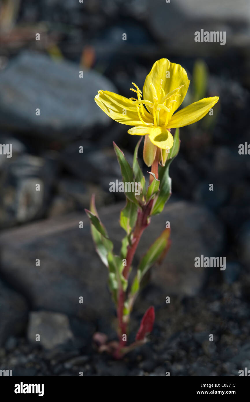 Evening primrose (Oenothera odorata) Torres del Paine National Park Chile South America Stock Photo