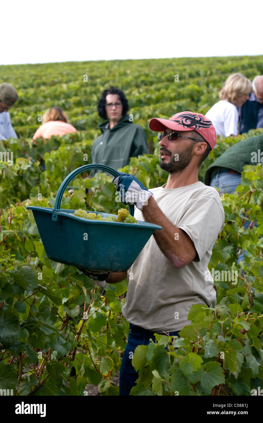 Grapes workers vineyard hires stock photography and images Alamy