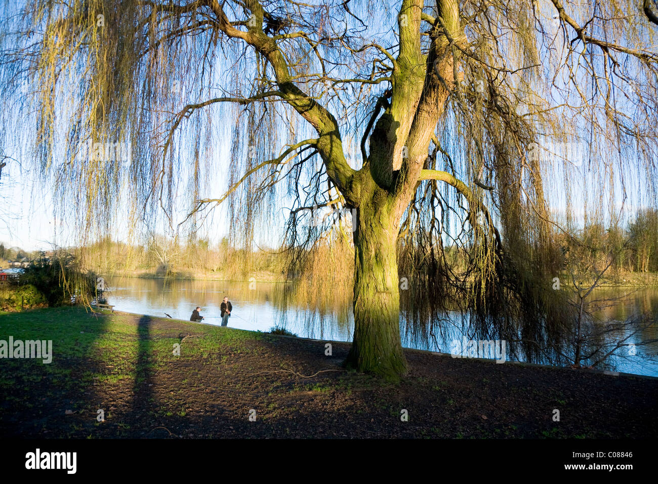 Willow tree and bare winter / spring branches on the river bank at Radnor Gardens in Twickenham