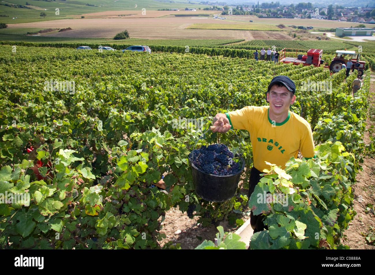Workers hand harvest grapes from a vineyard in the Champagne province of northeast France Stock