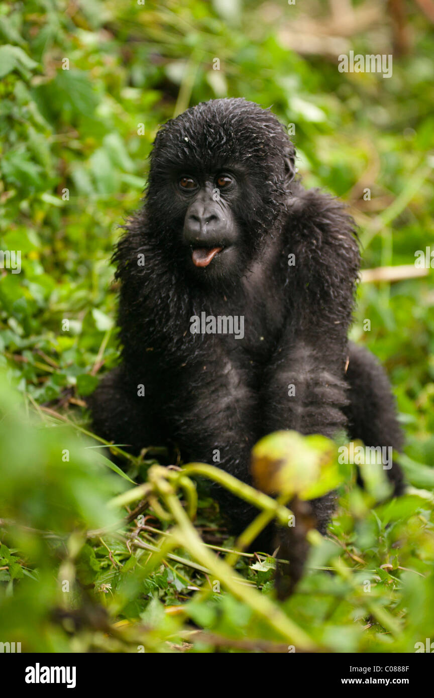 Mountain Gorilla, Volcanoes National Park, Rwanda Stock Photo