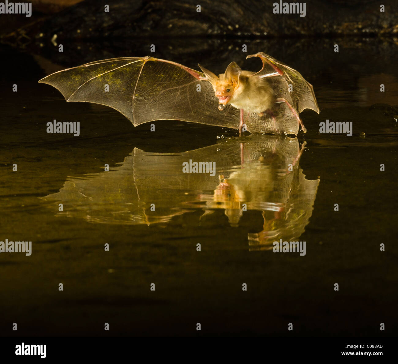 Pallid Bat swooping over a small pond, Southern Arizona, USA Stock Photo