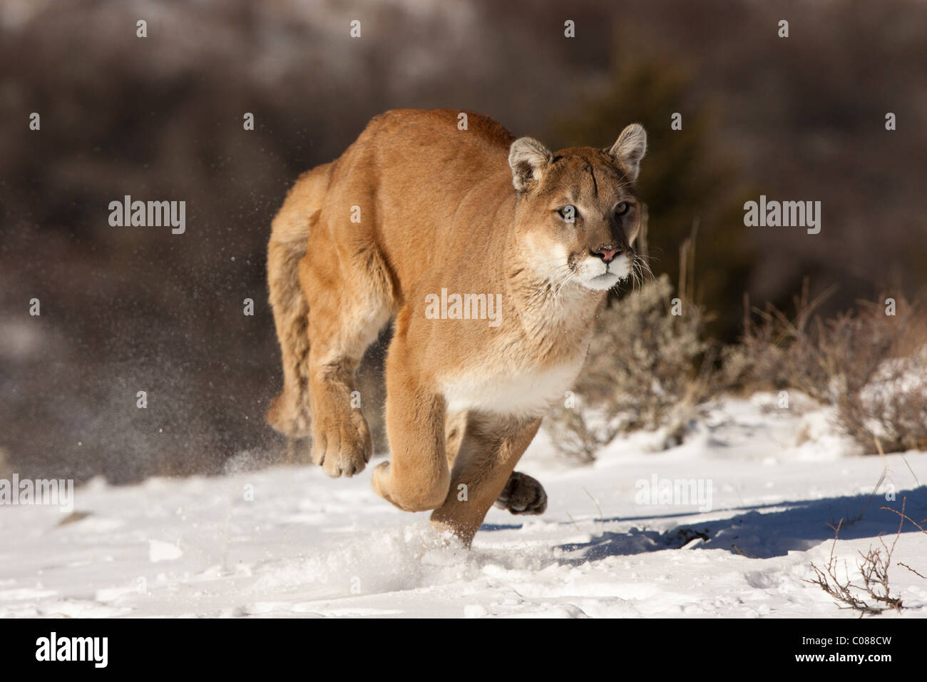 Cougar running in the snow, Montana, USA Stock Photo