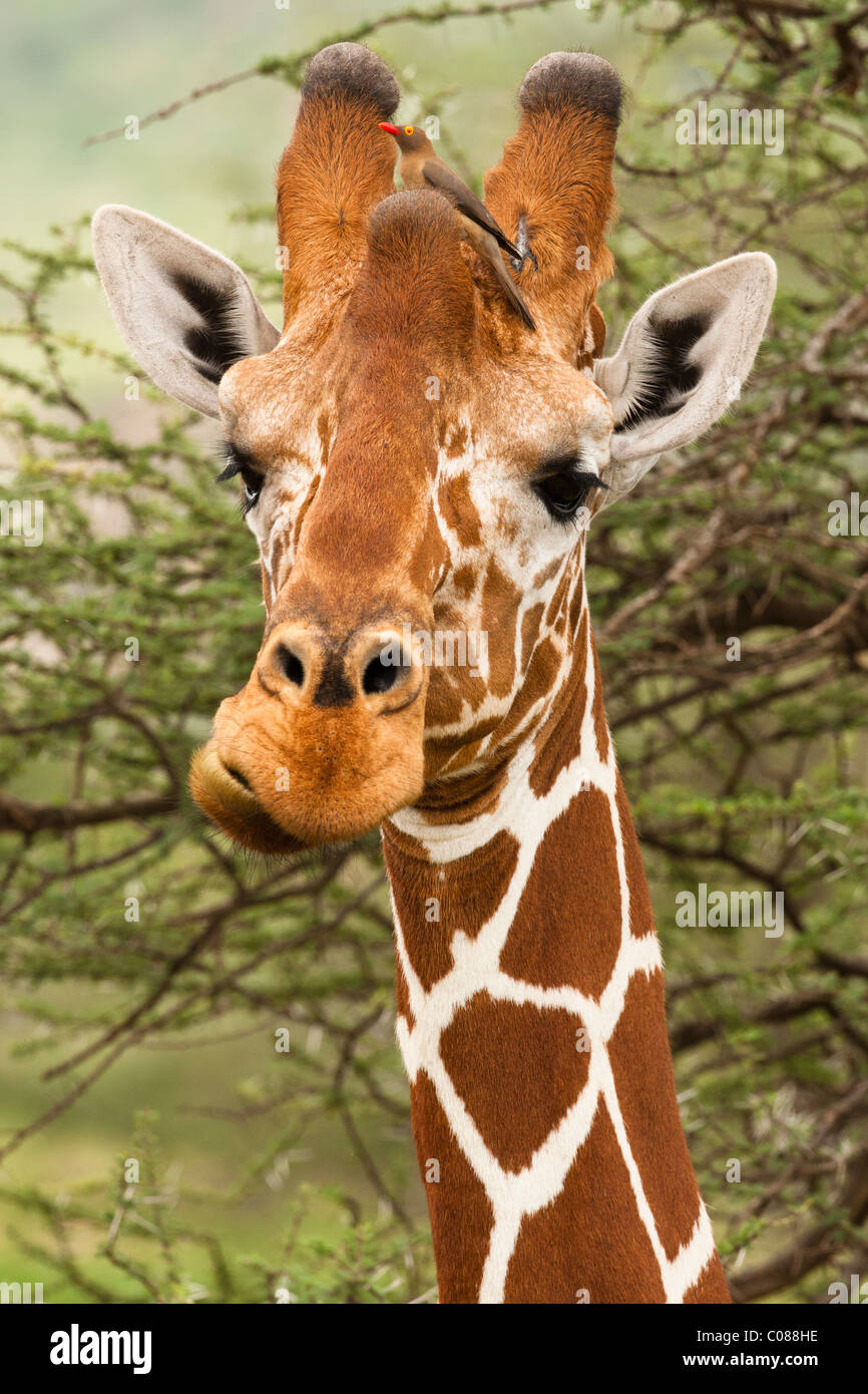 Reticulated Giraffe, Masai Mara Game Reserve, Kenya Stock Photo
