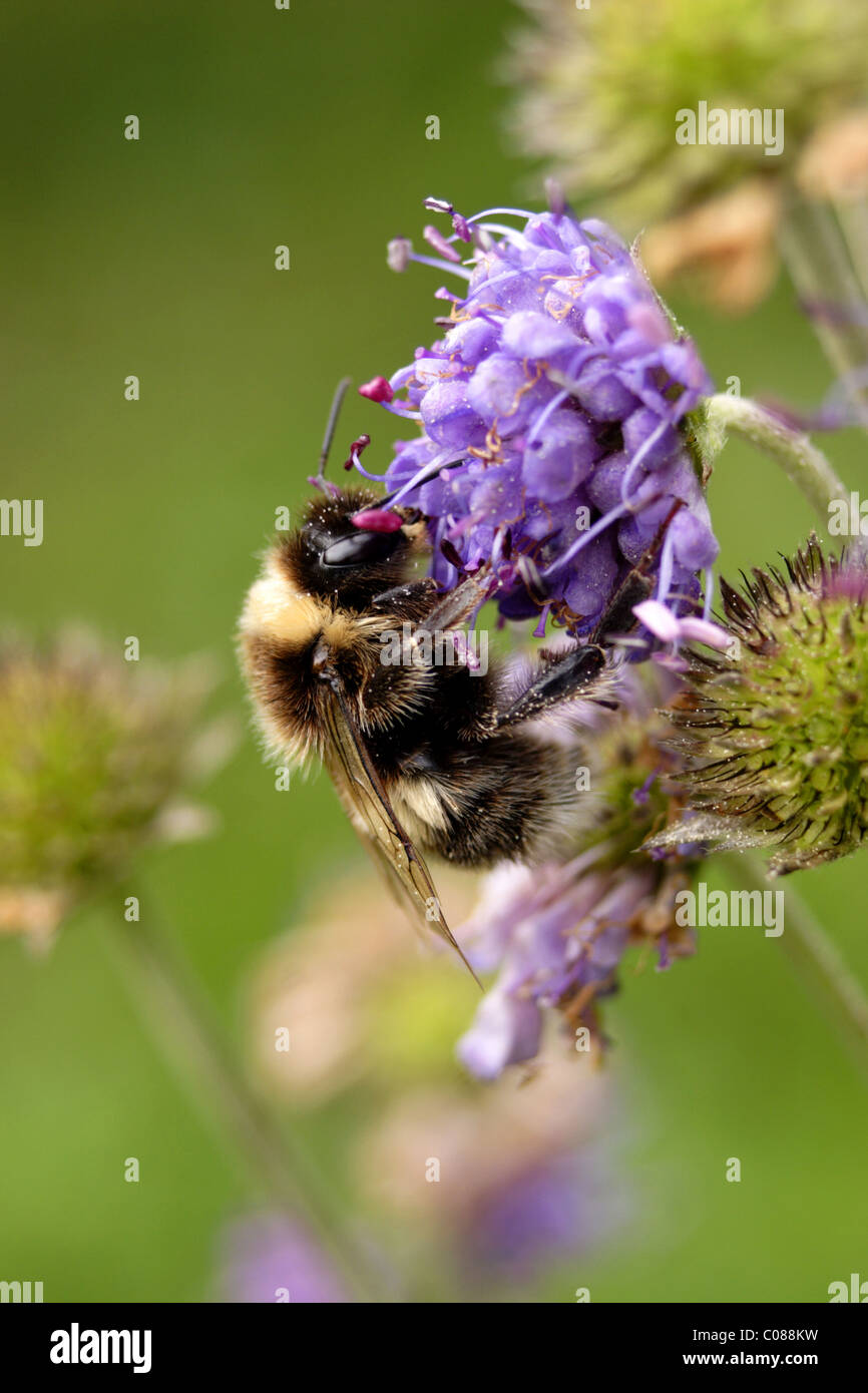 Bumblebee on flower - pollinating, summer, Yorkshire, UK Stock Photo