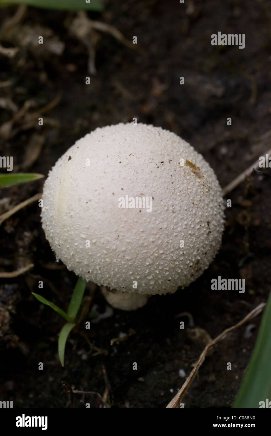 Puffballs hi-res stock photography and images - Alamy