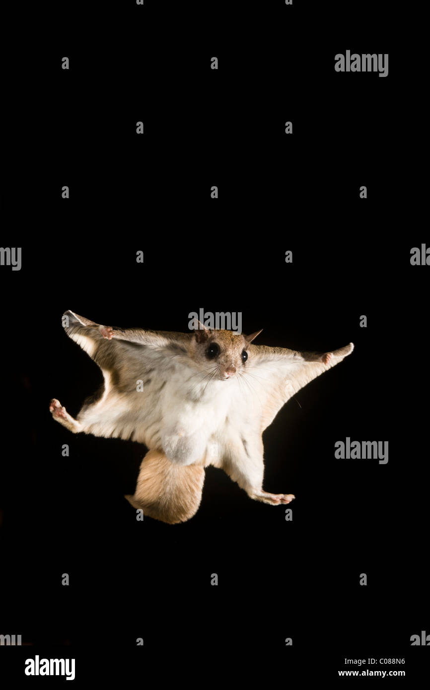 Flying squirrel gliding hi-res stock photography and images - Alamy Flying squirrel gliding hi-res stock photography and images - Alamy