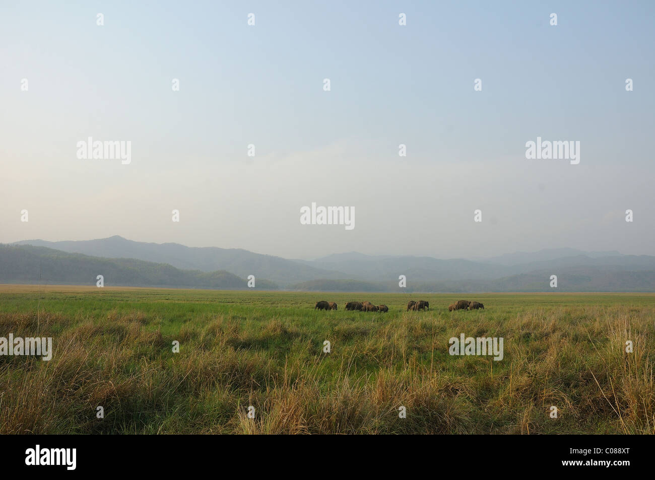 A wide-angle perspective of the Jim Corbett Tiger Reserve landscape dotted by a wild Asian elephant (Elephas maximus) herd Stock Photo
