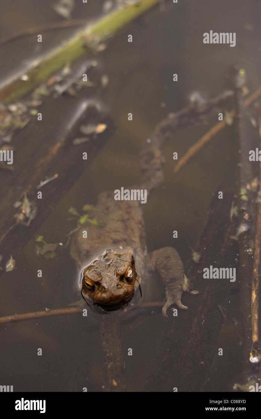 Common Toad (Bufo bufo) in breeding pond, March, Yorkshire, UK Stock Photo