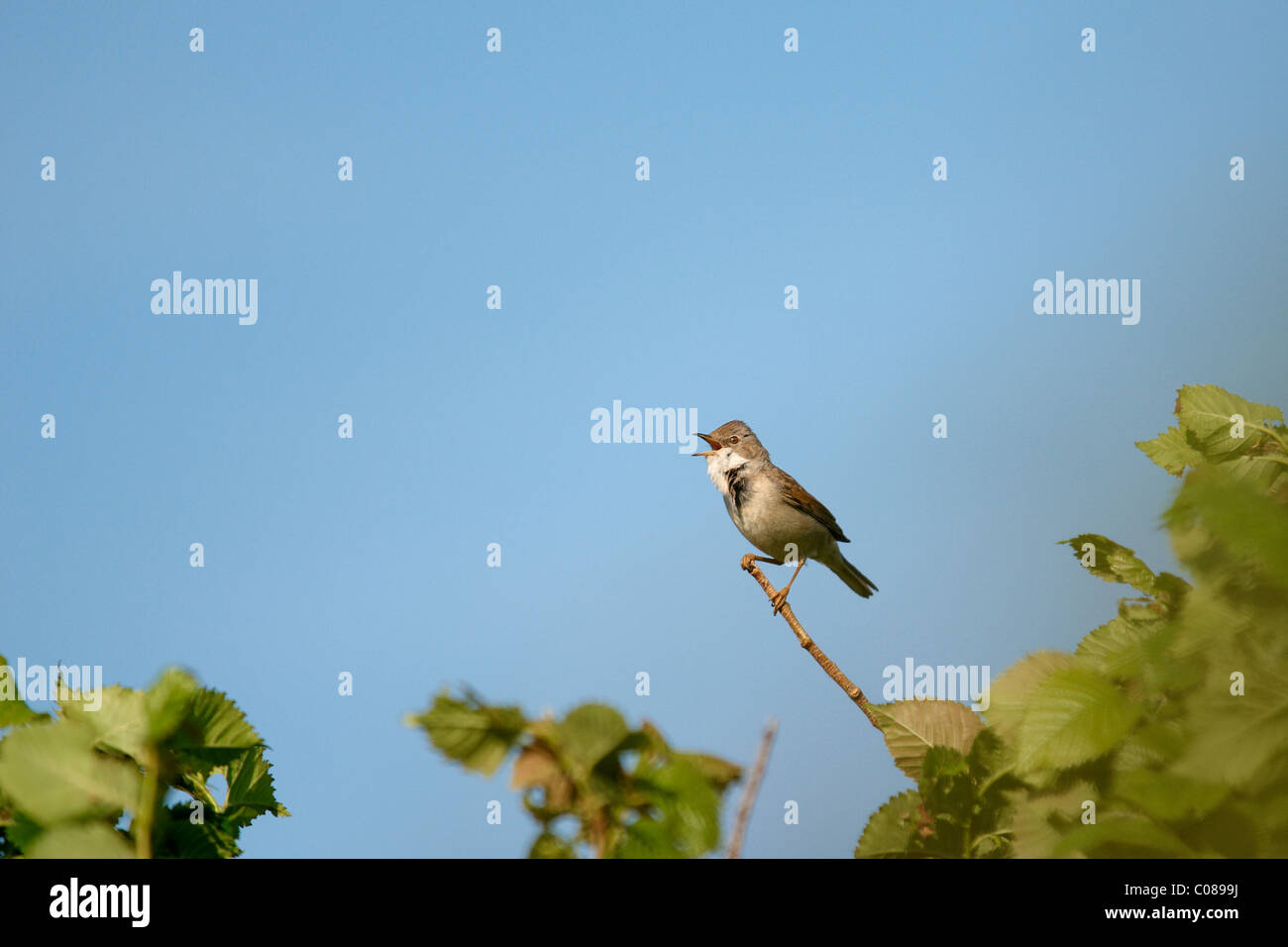 Whitethroat, Sylvia Communis on a branch with blue sky behind Stock Photo