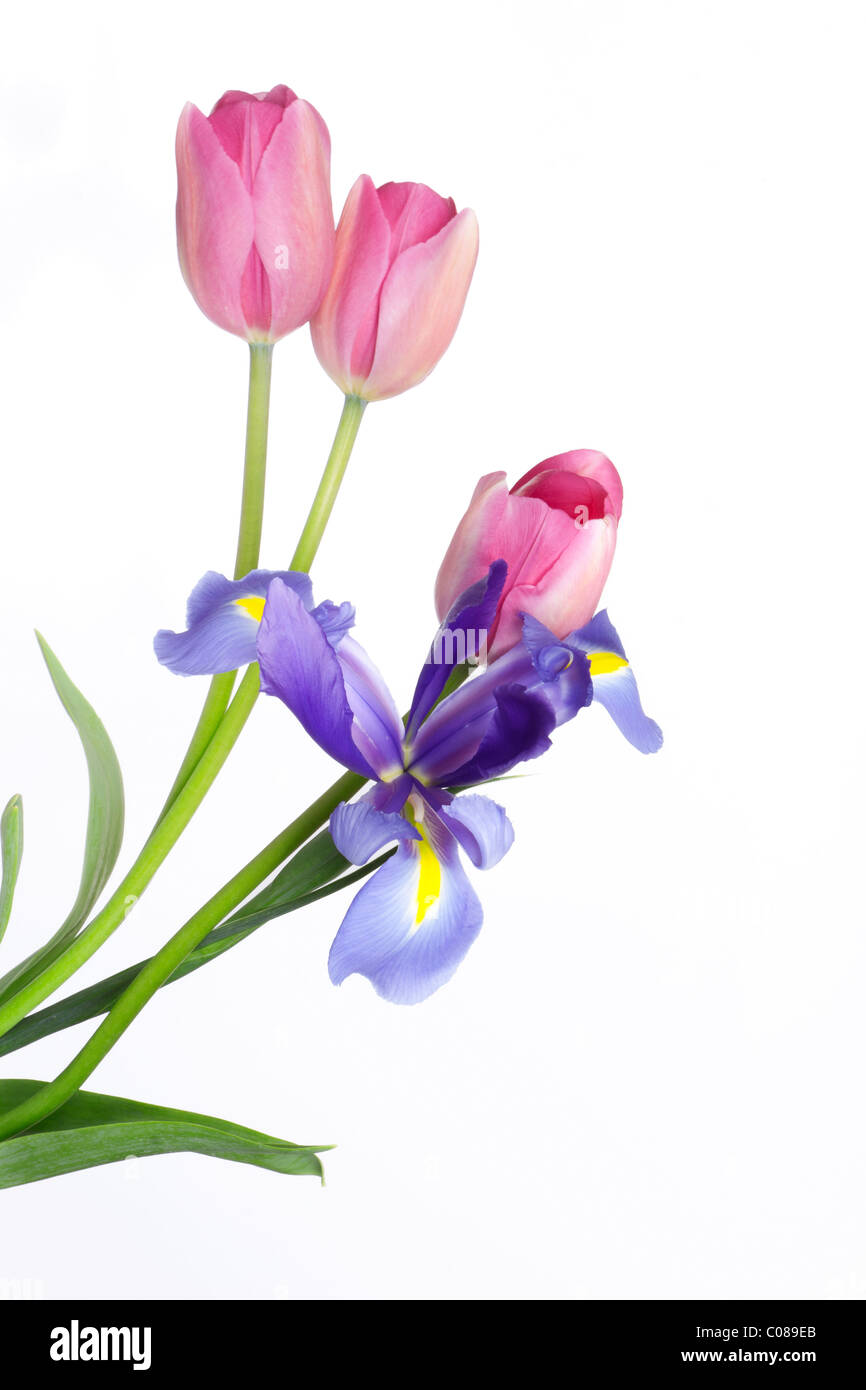 Gorgeous tulips bouquet Stock Photo