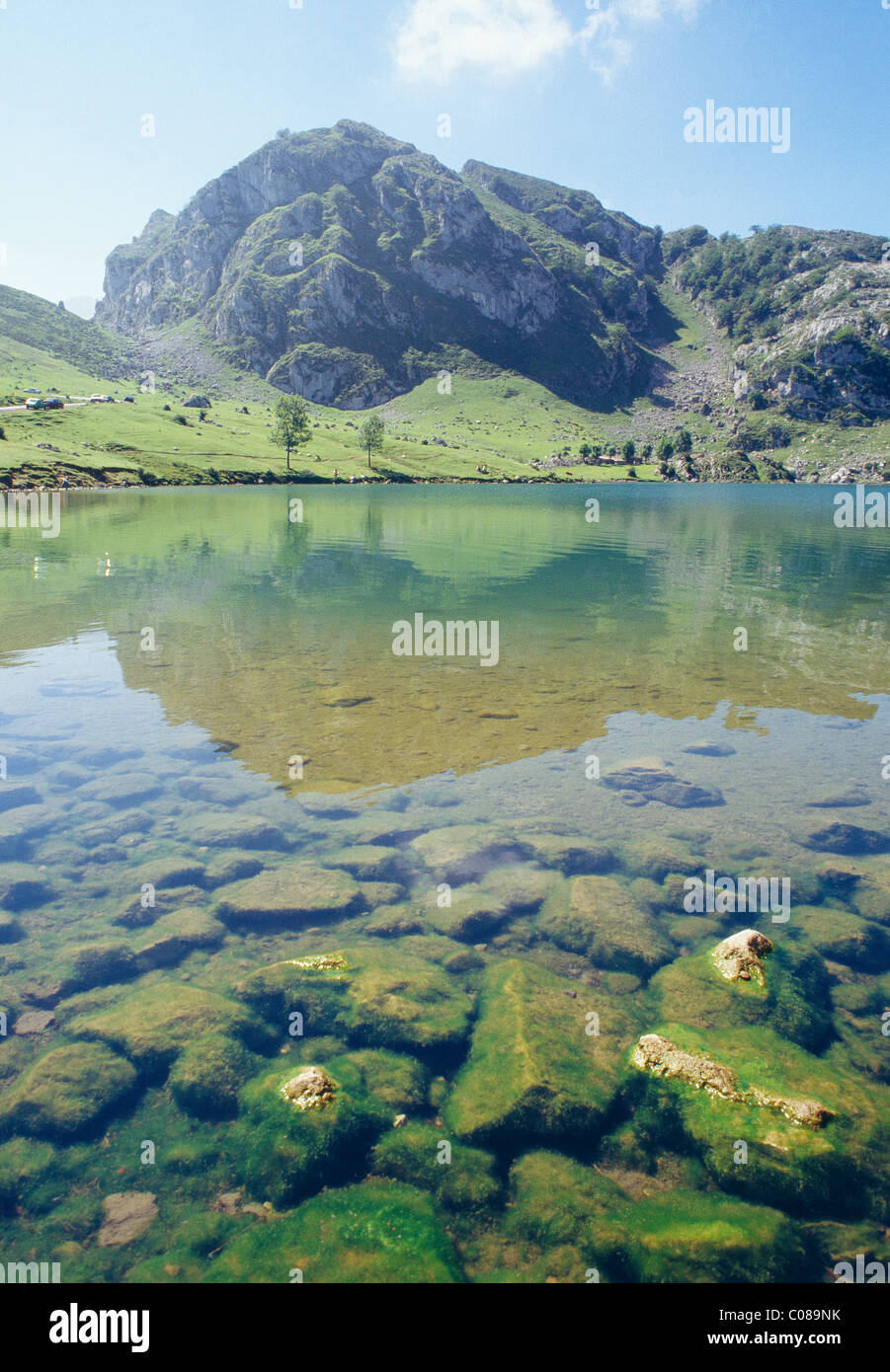 Enol lake, Lagos de Covadonga, Picos de Europa National Park, Asturias province, Spain. Stock Photo