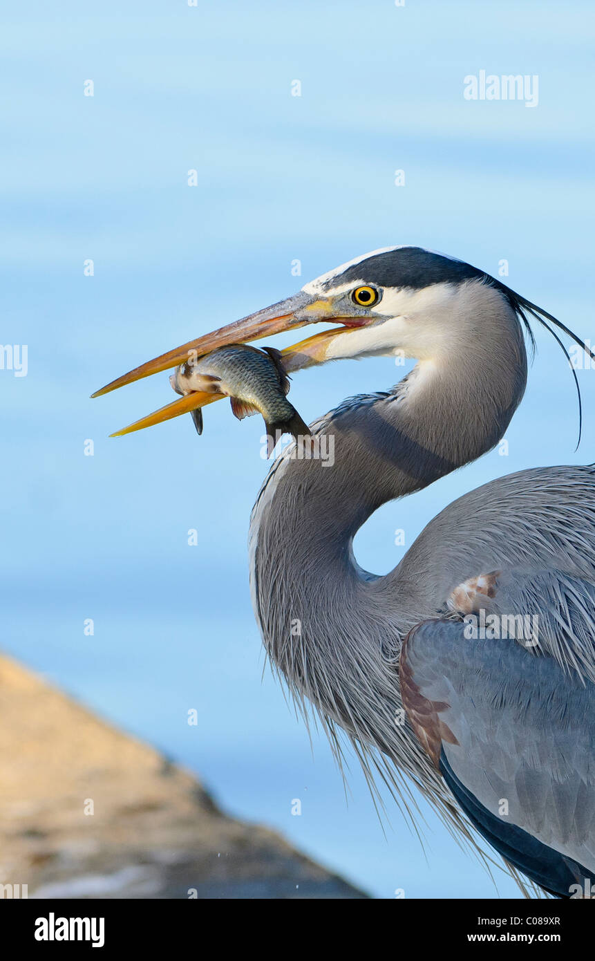 Heron Eating Fish High Resolution Stock Photography and Images Alamy
