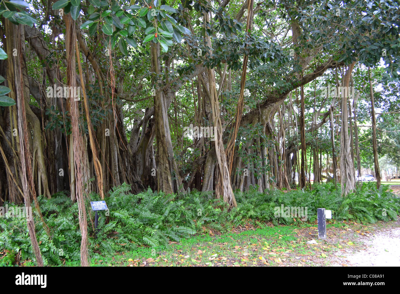 Banyan Tree in Florida a single tree can resemble a whole jungle or