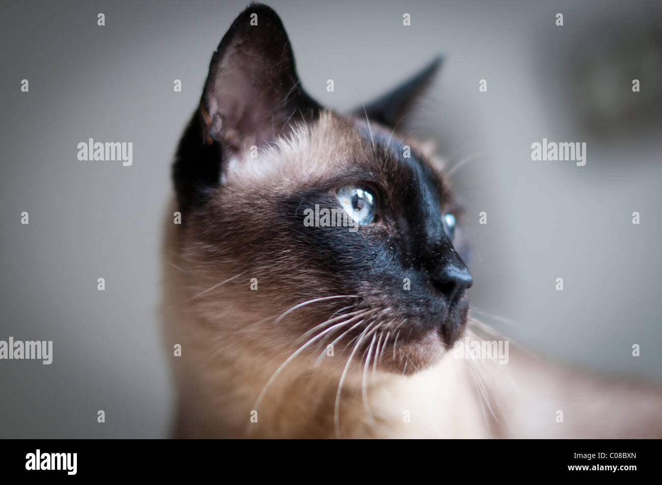 Siamese cat alone Stock Photo Alamy
