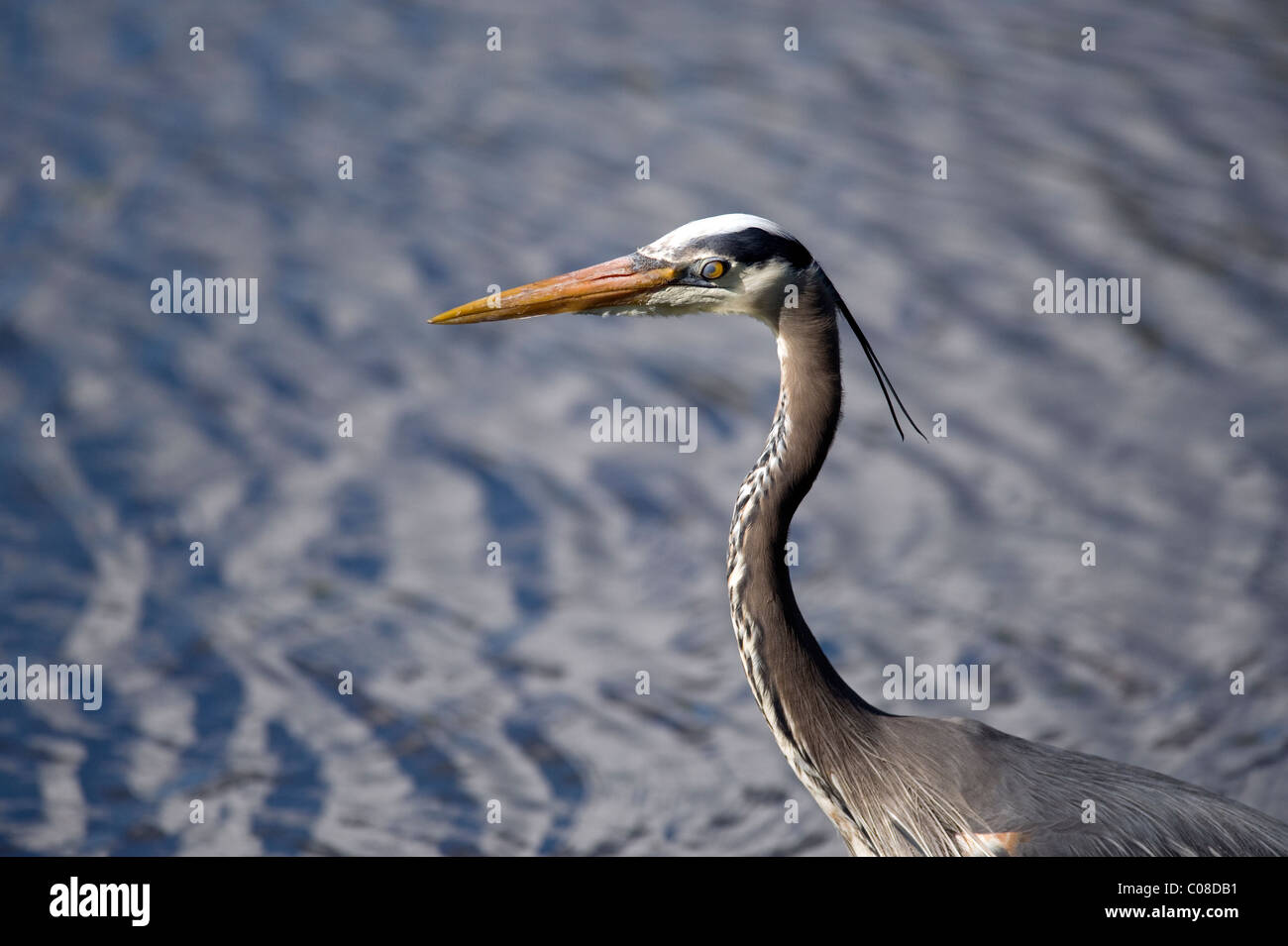 Gray Heron Stock Photo