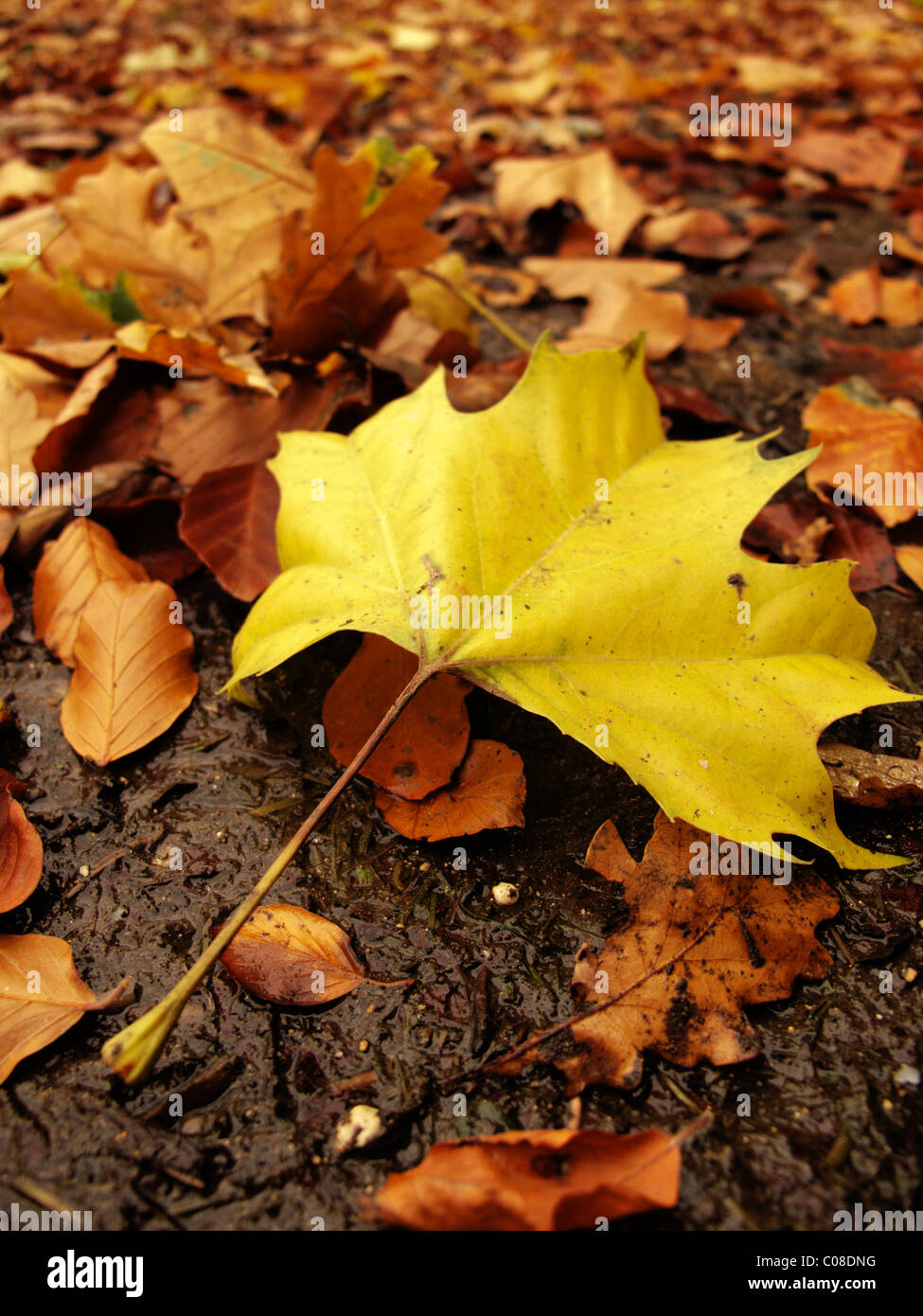 autumn leaves on the ground idea background Stock Photo - Alamy