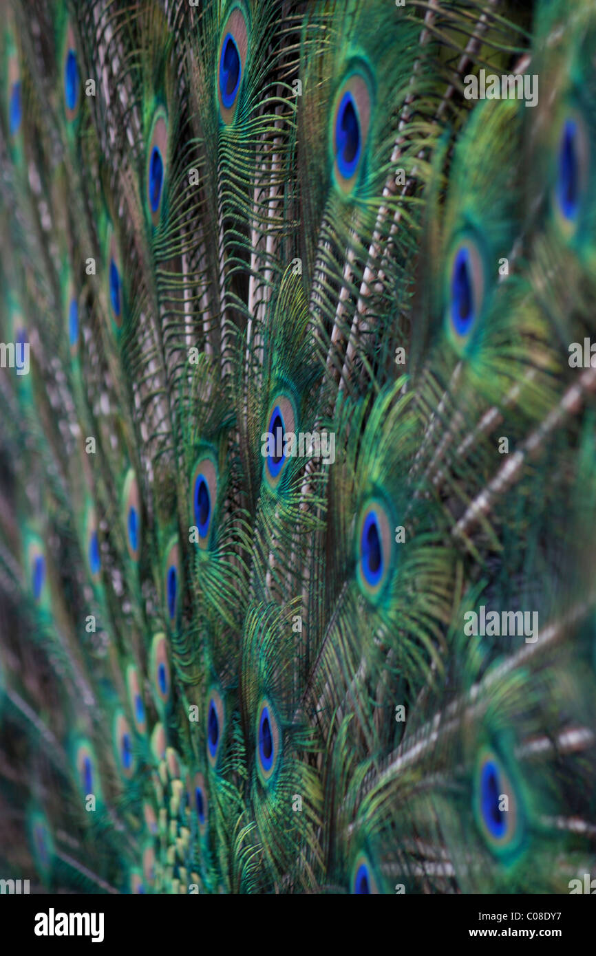 Peacock feather abstract Stock Photo - Alamy