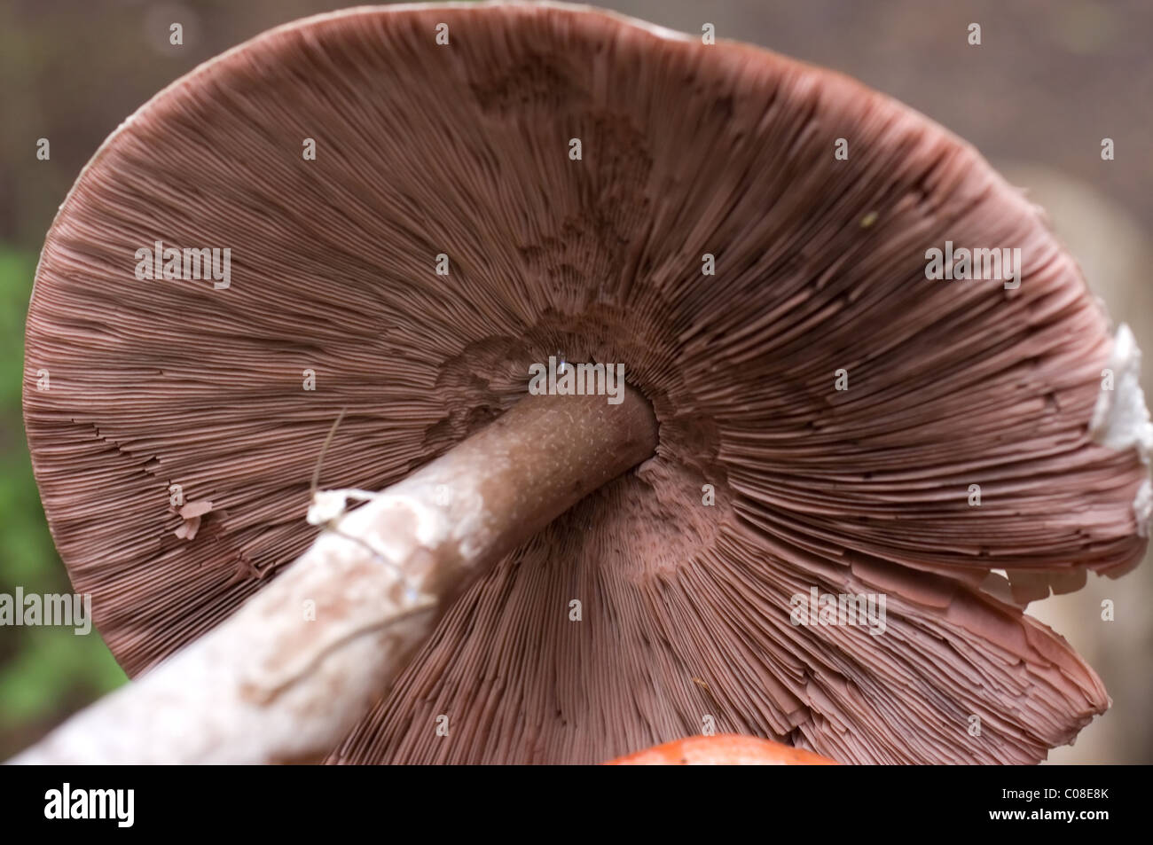 Photo of a really big (like 15cm in diameter) wild field mushroom (Agaricus Campestris) with its characteristic pink gills Stock Photo
