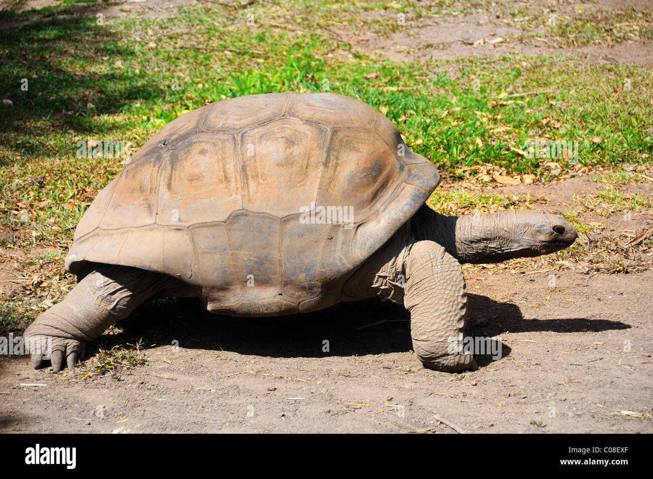 Giant Tortoises (aldabra giant tortoiseat, geochelone gigantea) at Colored Earth, Chamarel, Rivere Noire, Mauritius. Stock Photo