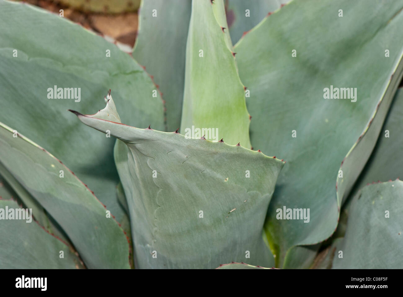Agave parrasana clsoe up of leaves Agavaceae N. E. Mexico Stock Photo