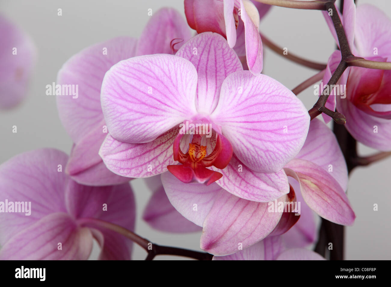 Orchid isolated on the grey background Stock Photo