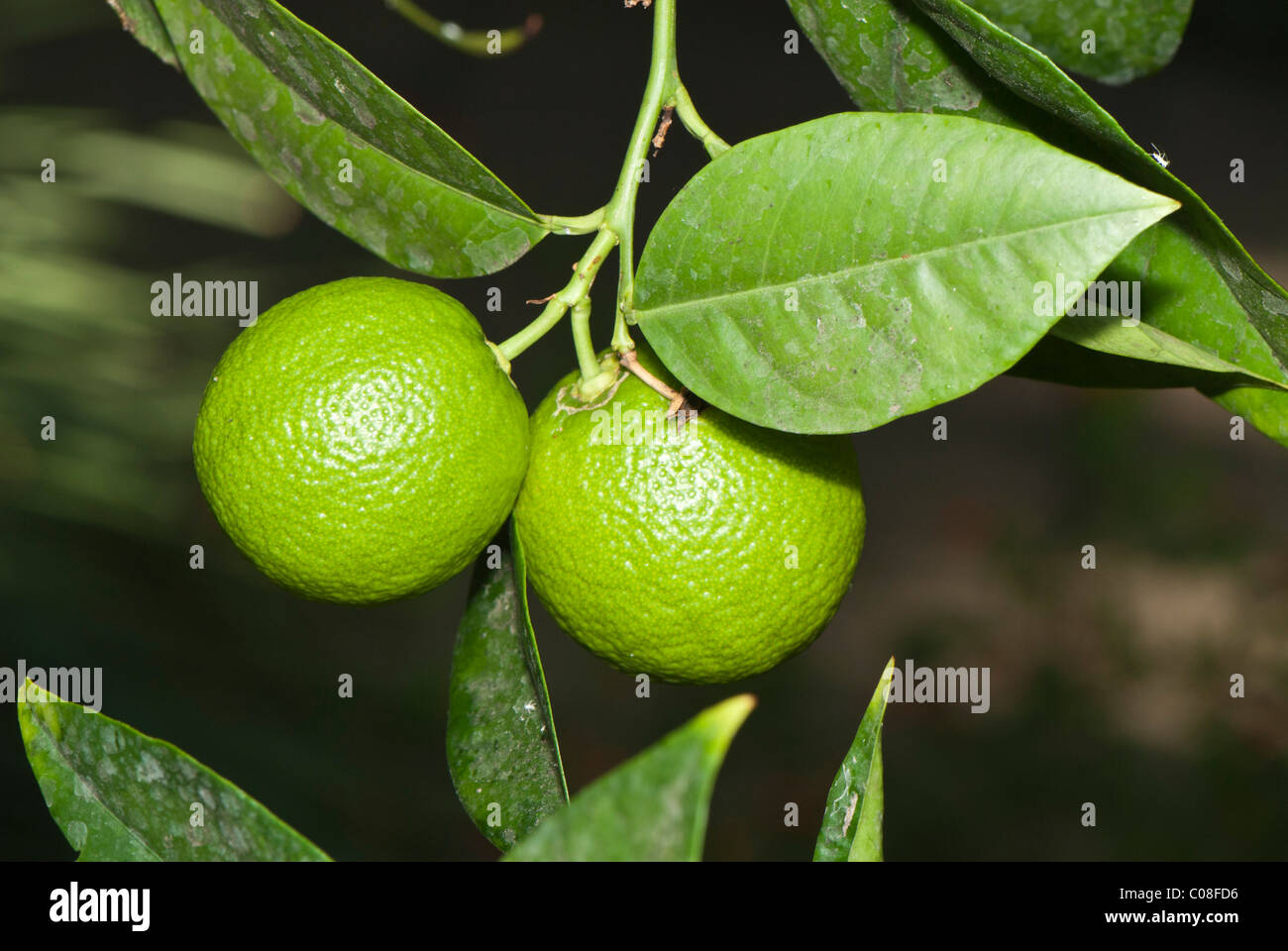 Citrus aurantium 'Baia' Stock Photo