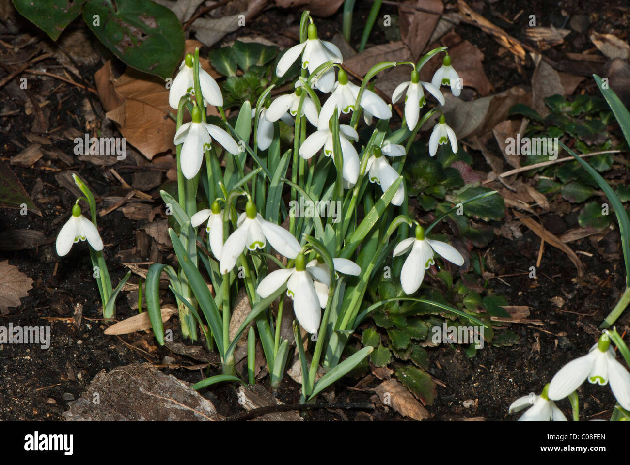 Snowdrops Galanthus nivalis Amaryllidaceae Stock Photo