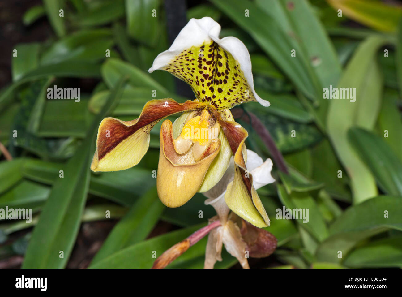 Paphiopedilum orchidaceae Stock Photo