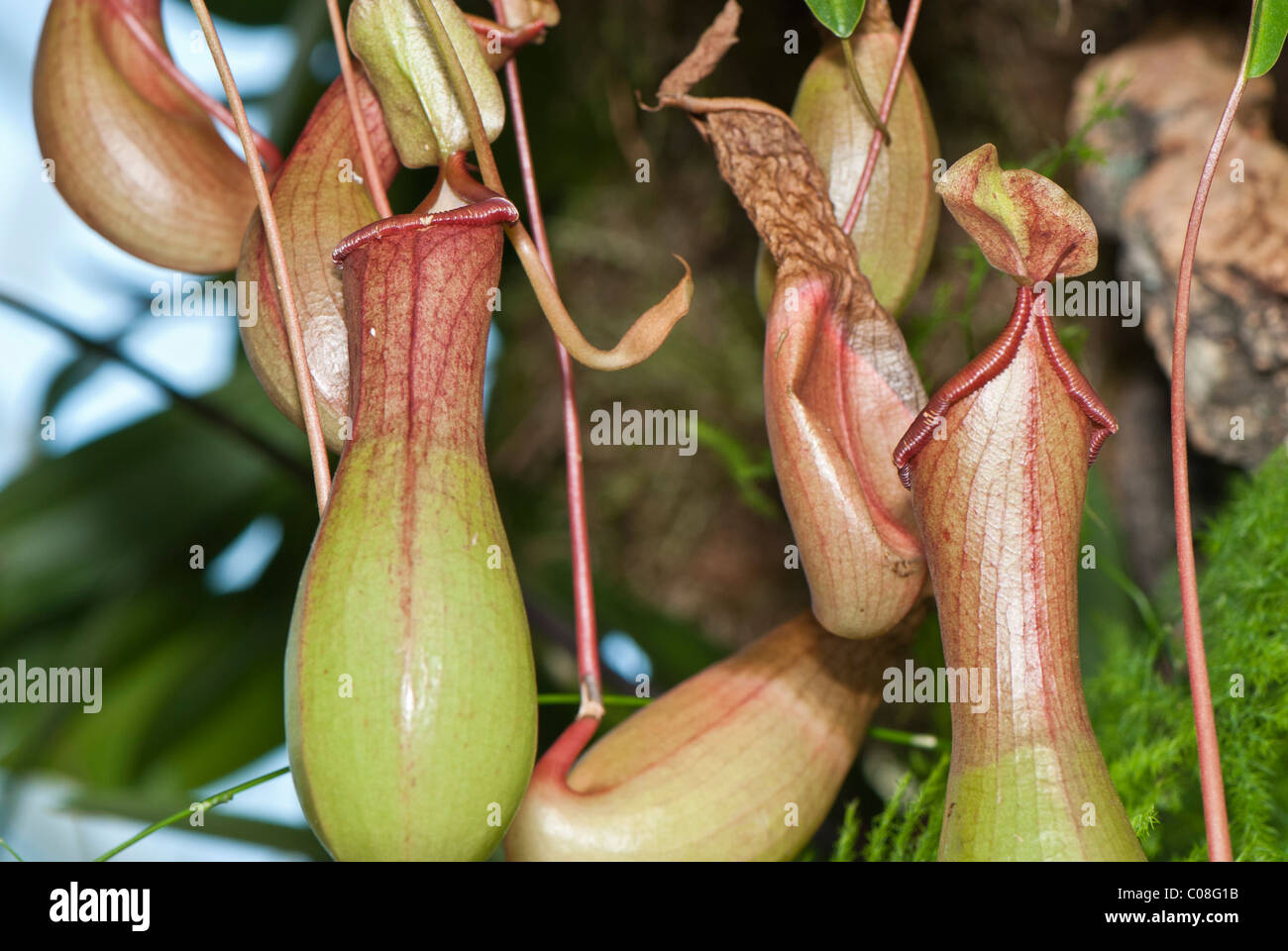 Pitcher plants hi-res stock photography and images - Alamy