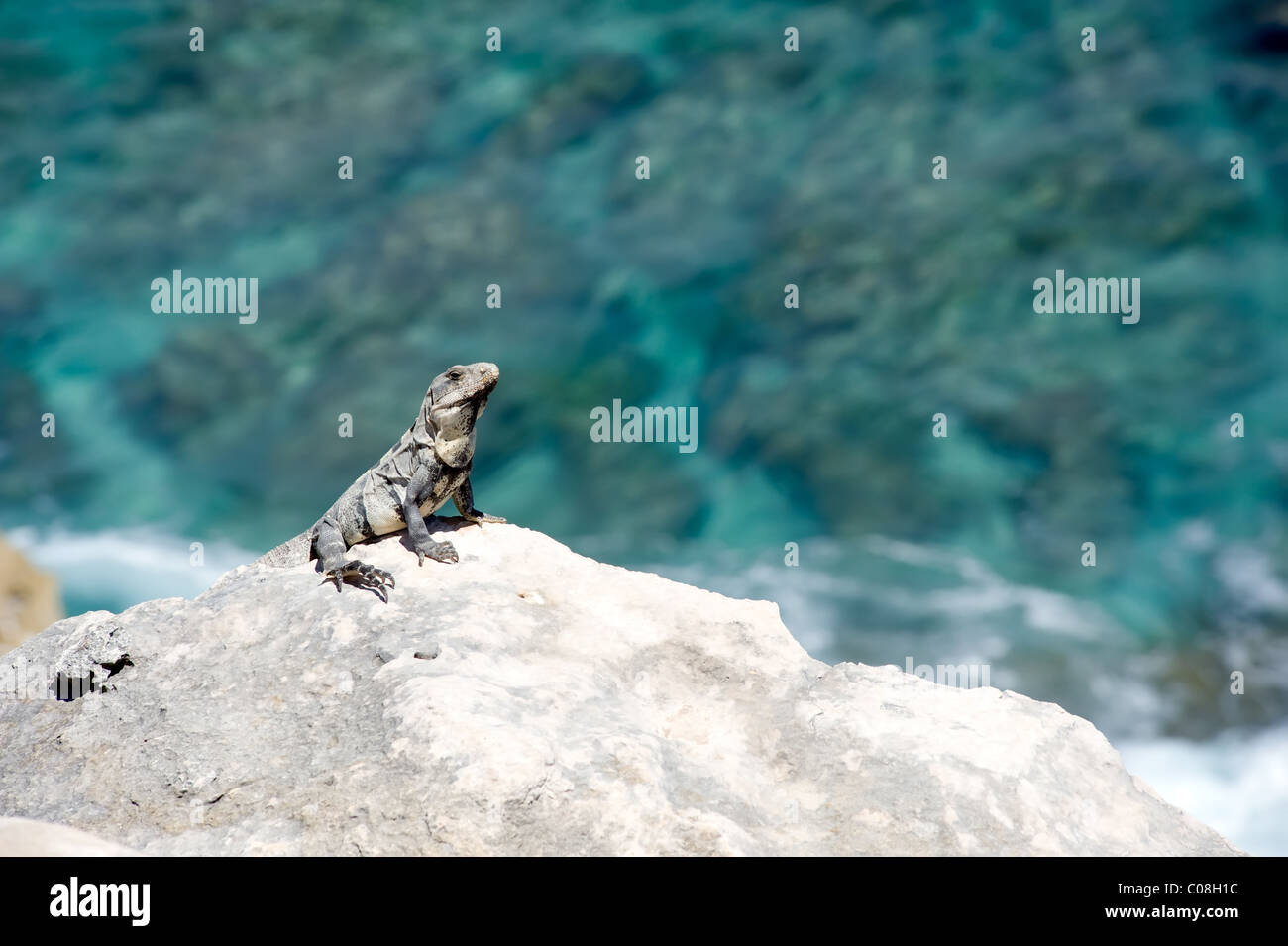iguana laying out in the sun Stock Photo