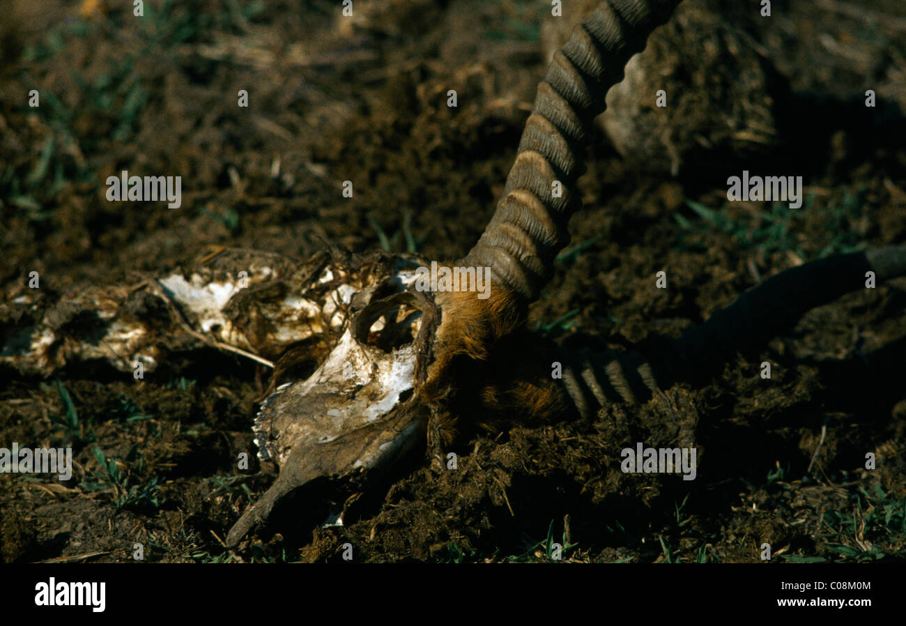 Zambia Animal Skull And Bones During Drought Stock Photo